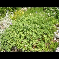 Geranium Ibericum (fam. Geraniacees)(Caucase) (01)
